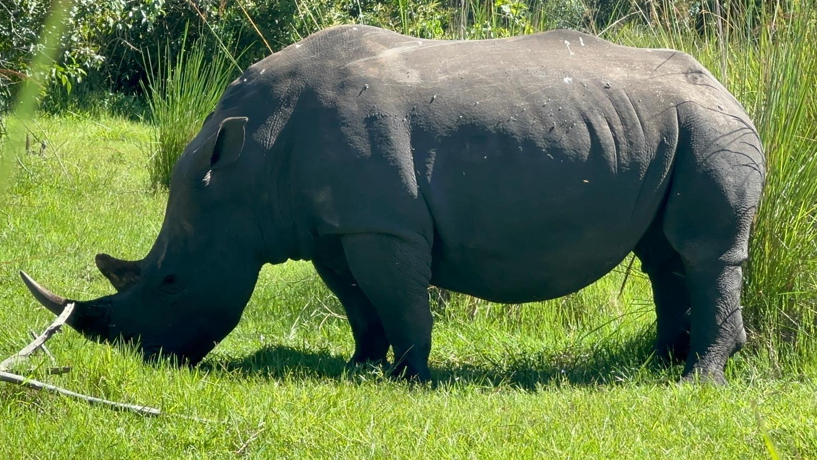 White rhino grazing on green grass at Ziwa Rhino Sanctuary in Uganda
